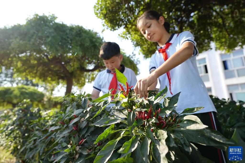 龙宝是什么意思